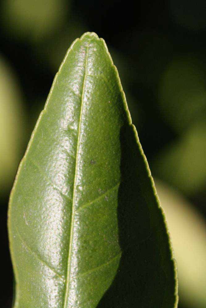            Margin (Jaffa, Riverside, CA)   